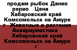продам рыбок Данио-рерио › Цена ­ 50 - Хабаровский край, Комсомольск-на-Амуре г. Животные и растения » Аквариумистика   . Хабаровский край,Комсомольск-на-Амуре г.
